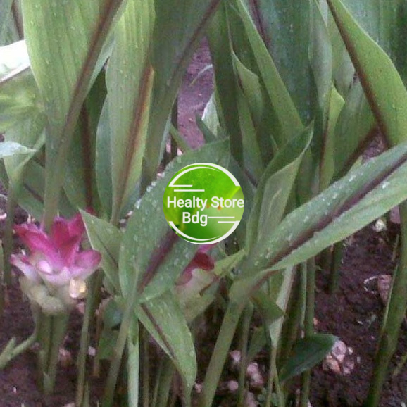 

Daun kunyit putih Daun temulawak kondisi segar paket 1 kg