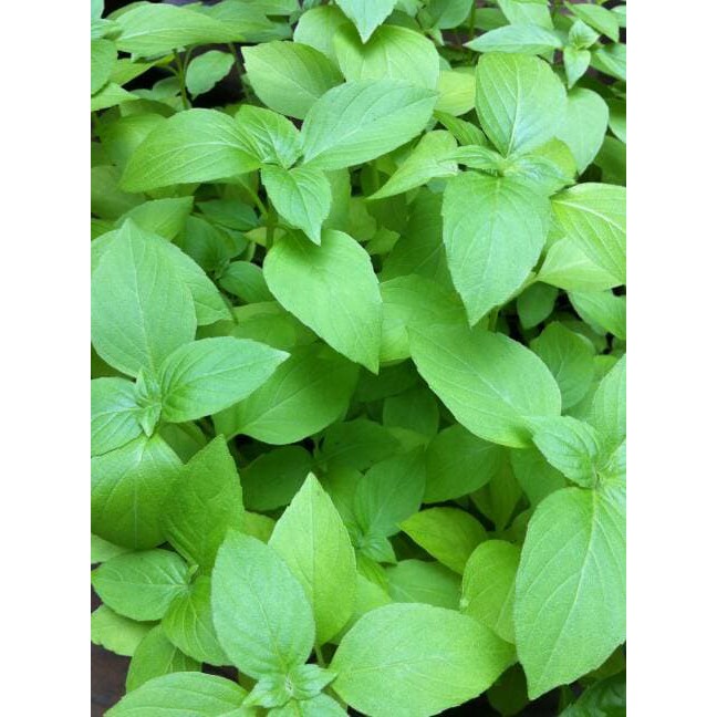 Benih Bibit Biji - Basil Lemon (Ocimum basilicum) Herbs Seeds - IMPORT