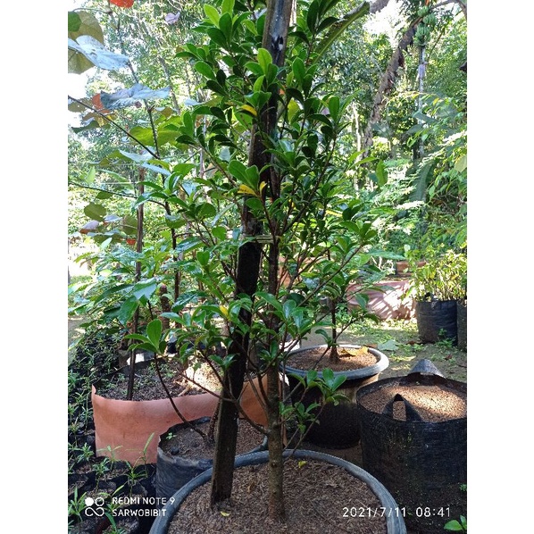 [SARWO BIBIT] Bibit Ficus Elegan