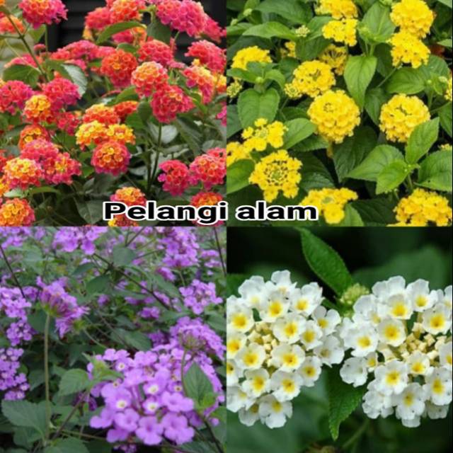 Paket 4 warna tanaman hias lantana