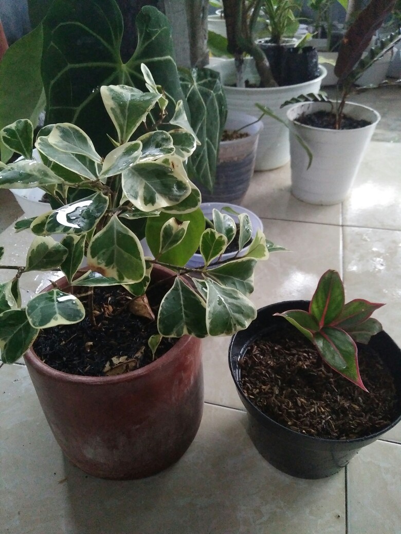 Anthurium Kuping Gajah Batang Kotak Daun Min-3 Besar