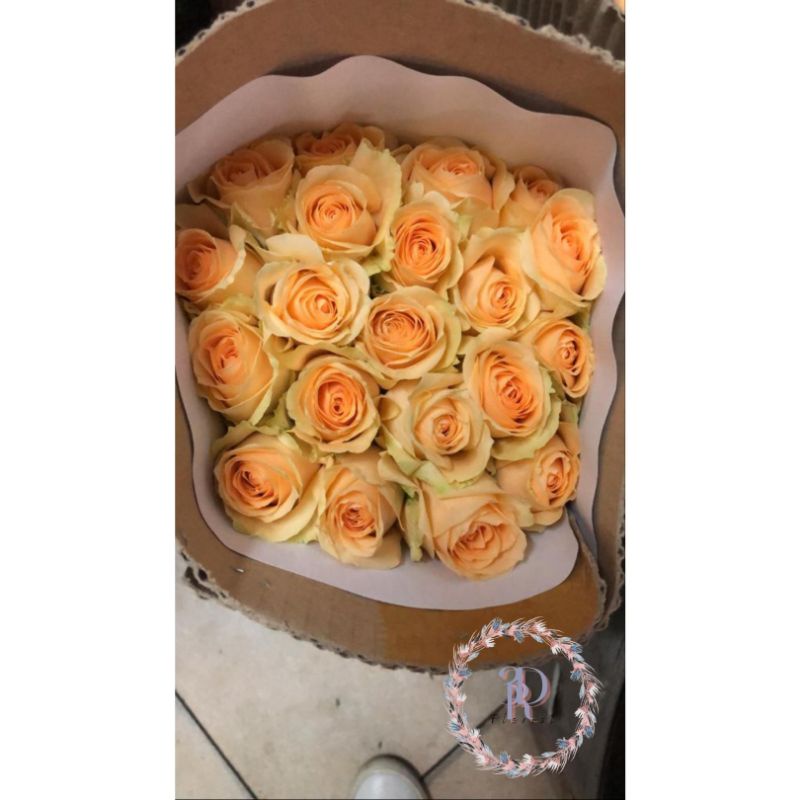 Rose Semi Holland (Mawar Bandung Grade A)
