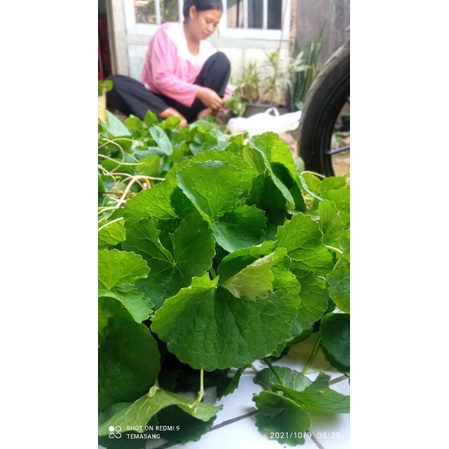 

daun pegagan seratus lembar harga discount