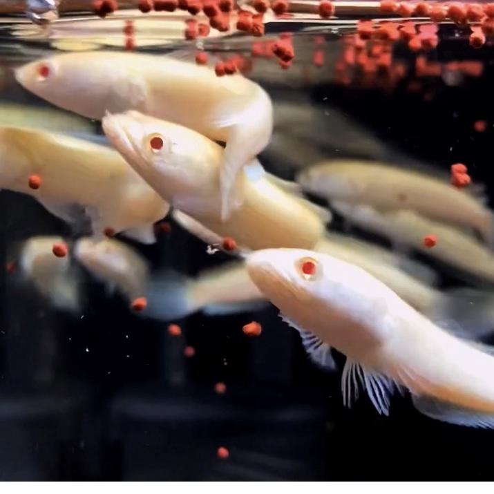 Terbaik.. STRIATA ALBINO PREMIUM 