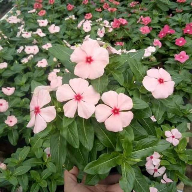 Bunga hidup Vinca tegak