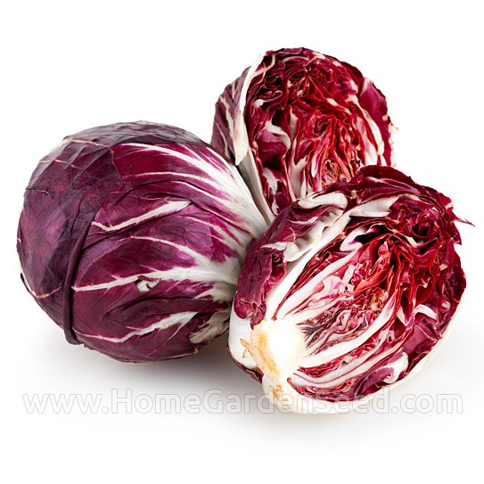 Benih Radicchio Palla Rossa - Home Garden Seed