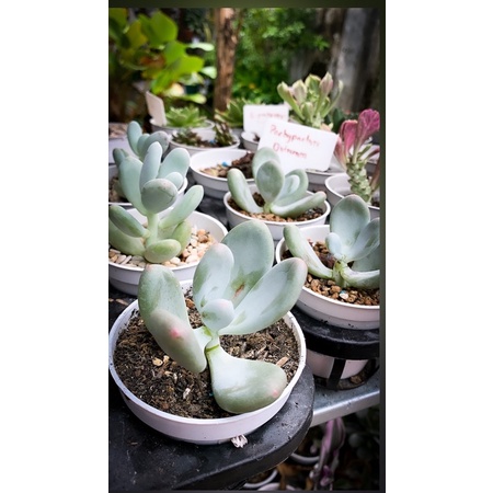sukulen pachypitum oviferum moonstone