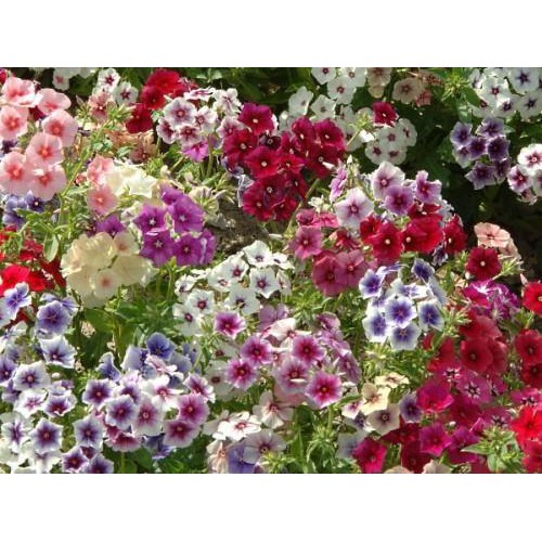 Benih-Bibit Bunga Phlox Annual Mix (Haira Seed)