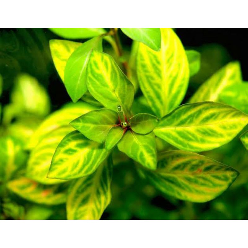 Ludwigia Atlantis ( Tanaman Aquascape Tanpa Co2 Tumbuhan Air Aquarium )