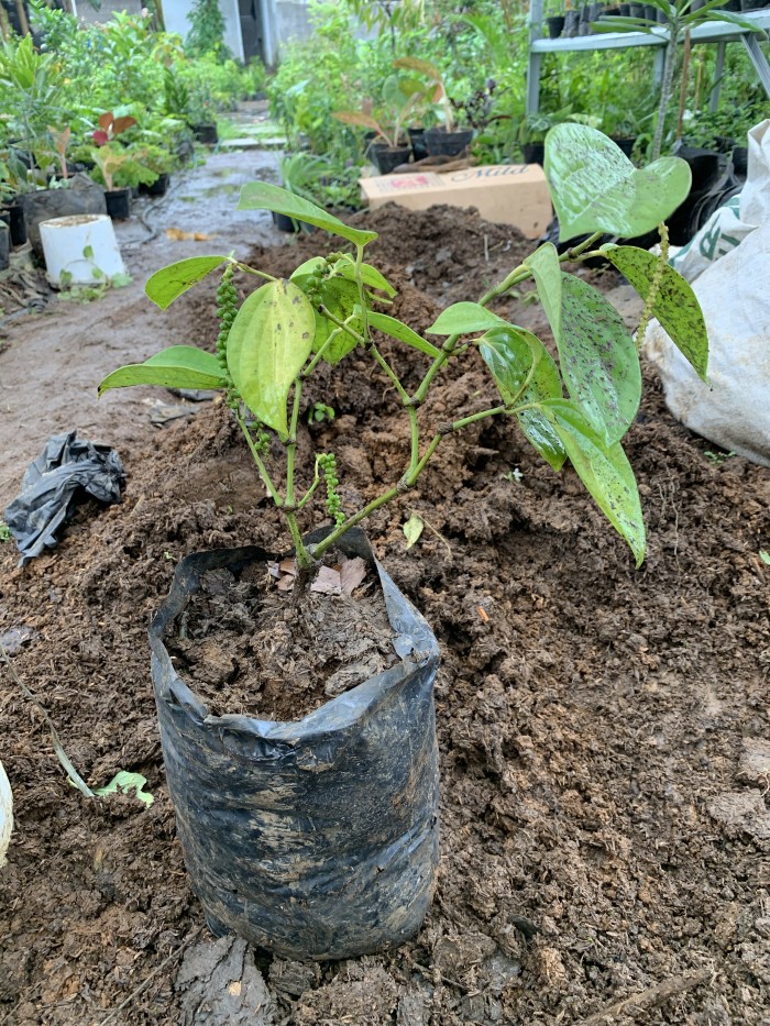 Bibit Pohon Lada Perdu - Tanaman Buah Lada Perdu - Tanaman Merica