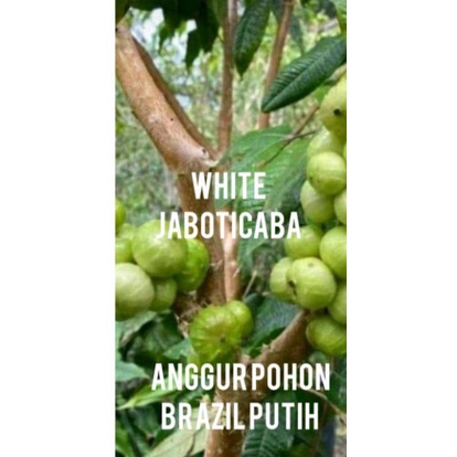 Bibit anggur putih