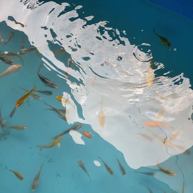 ikan koi bibit kikokuryu