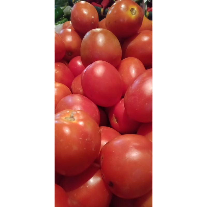 

tomat merah besar