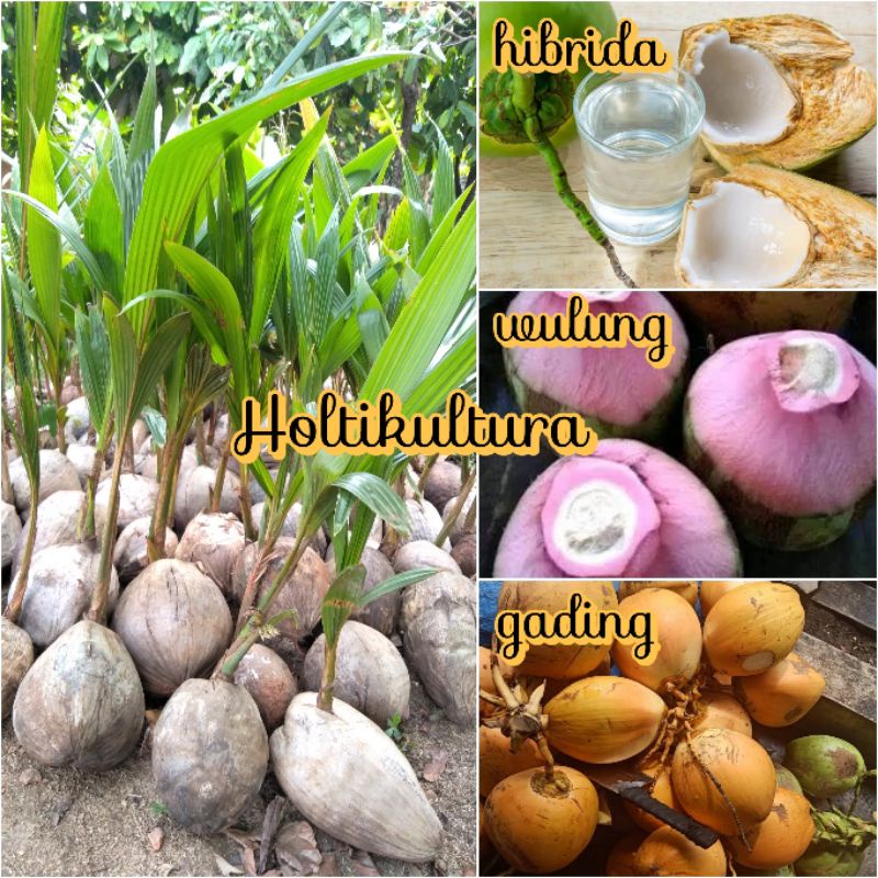 Paket 3 bibit buah kelapa wulung-kelapa hibrida-kelapa gading Holtikultura tanaman