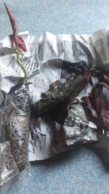 Tanaman Hias Begonia Moca - Begonia Mocca - Angel Wing - Polkadot