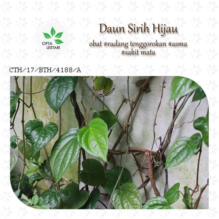 

terbaik Daun Sirih Hijau Segar Perlembar Obat Herbal Daun Sereuh