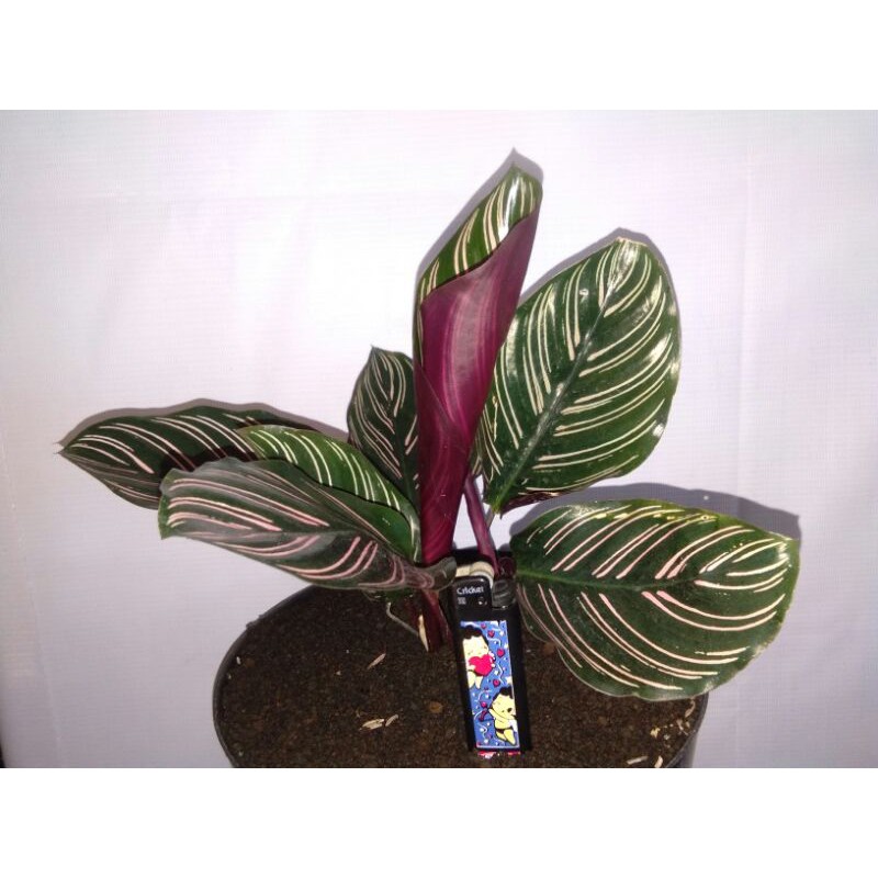 Calathea Ornata / Calathea Batik