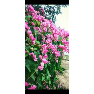 bibit bunga AMP/ air mata pengantin