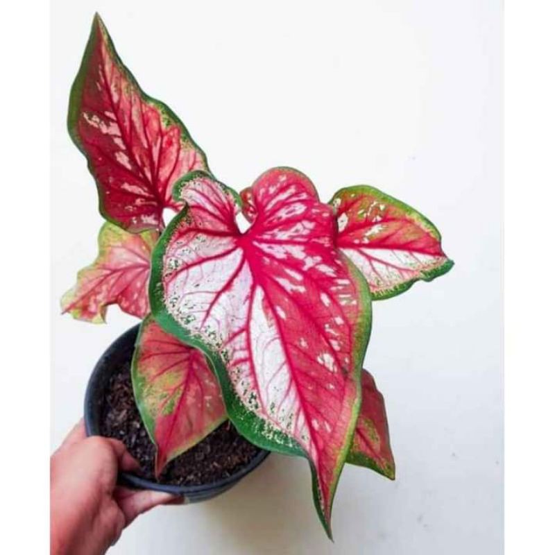 Tanaman Hias/Keladi Red Clone/caladium/keladi Indonesia/Caladium Murah/Keladi Merah/Caladium indor