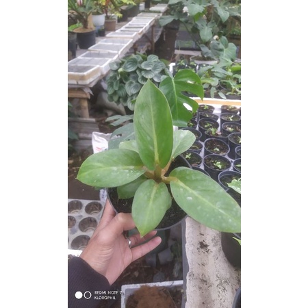 philodendron melodii
