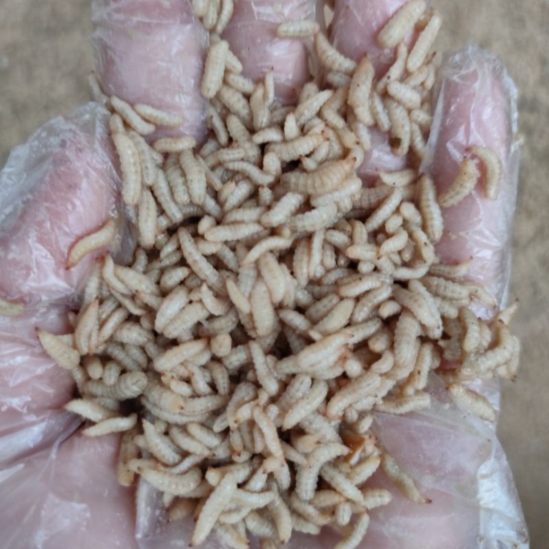 MAGOT MAGGOT BSF HIDUP SEGAR (FRESH) PAKAN IKAN AYAM PREDATOR UNGGAS 1 KG
