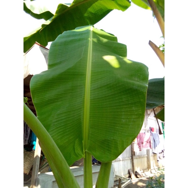 

Daun pisang segar