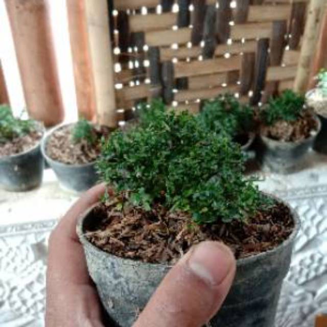 Bahan bonsai mame kemuning super micro