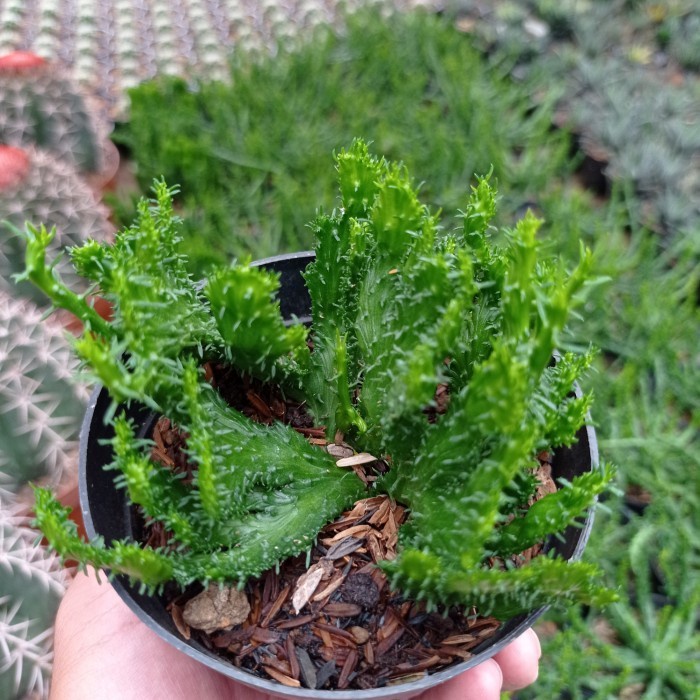 euphorbia flanaganii cristata