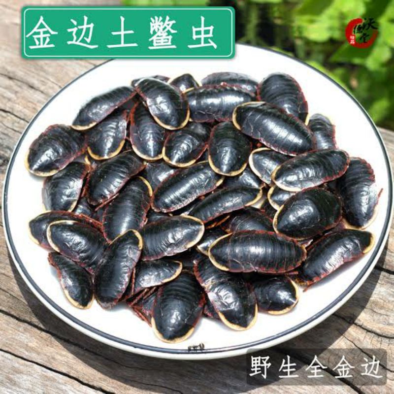 

10gr 金边土鳖 Jin Bian Tu Bie Oriental Cockroach