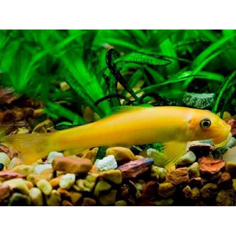 IKAN HIAS ALGAE EATER CAE SAE algaeter
