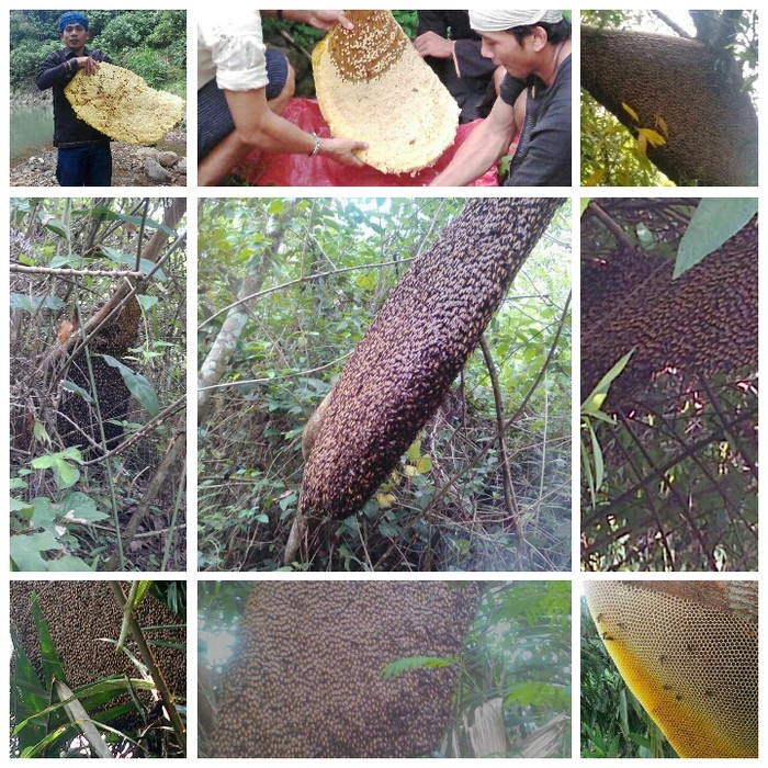 

Ge602G Madu Baduy Asli 100% Raw 1Kg Ds5