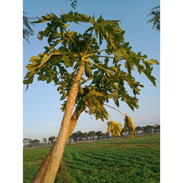 

Akar Batang Daun Buah Pepaya Bangkok Paket Sehat Herbal Alami