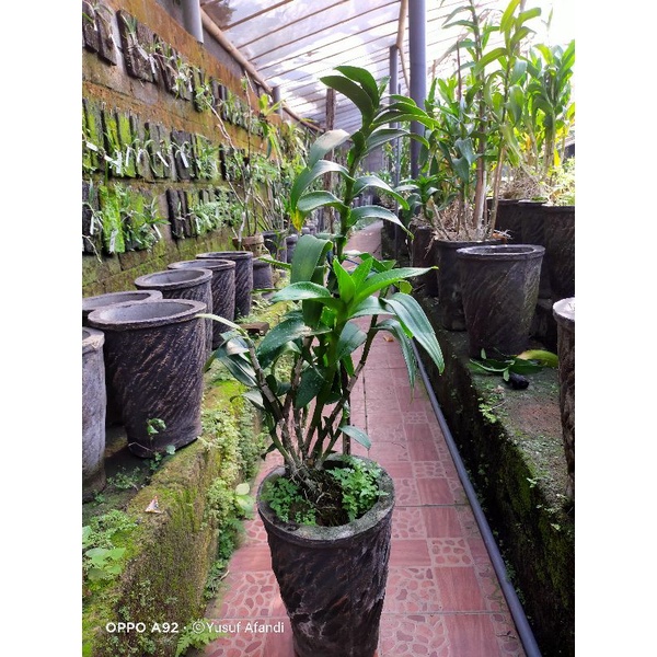Anggrek Dendro jumbo warna acak