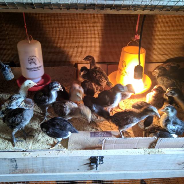 Bibit Anakan Ayam Kampung Asli KUB