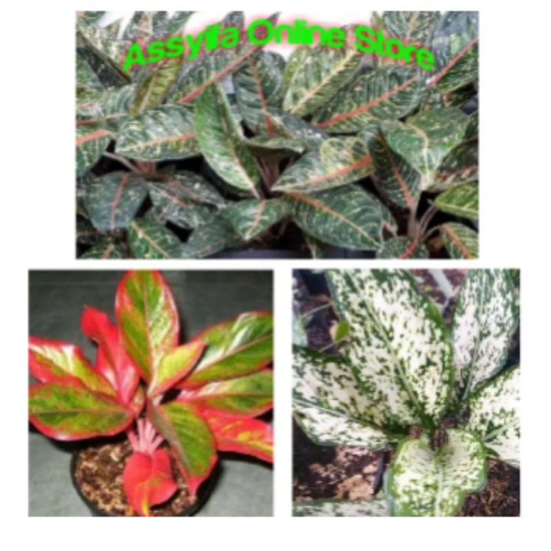 Paket 3 Tanaman Hias Aglonema - Aglonema