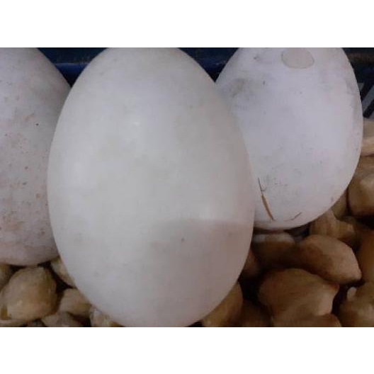 

BISA COD ✔️Telur Angsa/Telur Soang per 1 Butir|SQ2