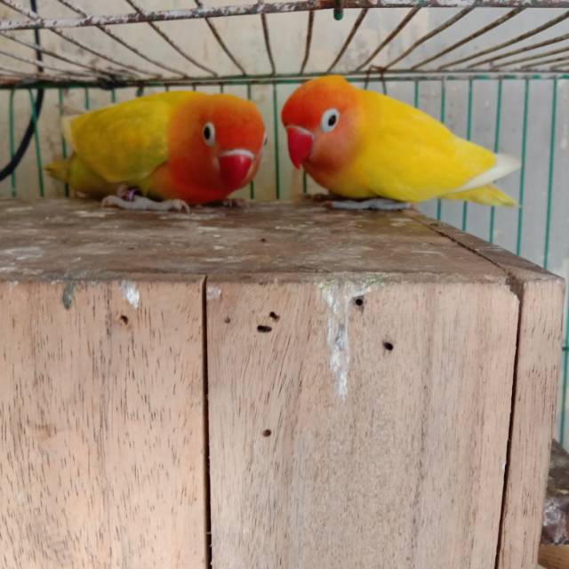 Lovebird sepasang