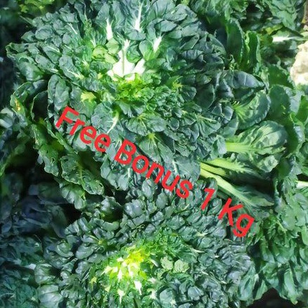 

Pagoda | Sawi Pagoda | Sayur Pagoda uk ½ kg + Gratis Bonus