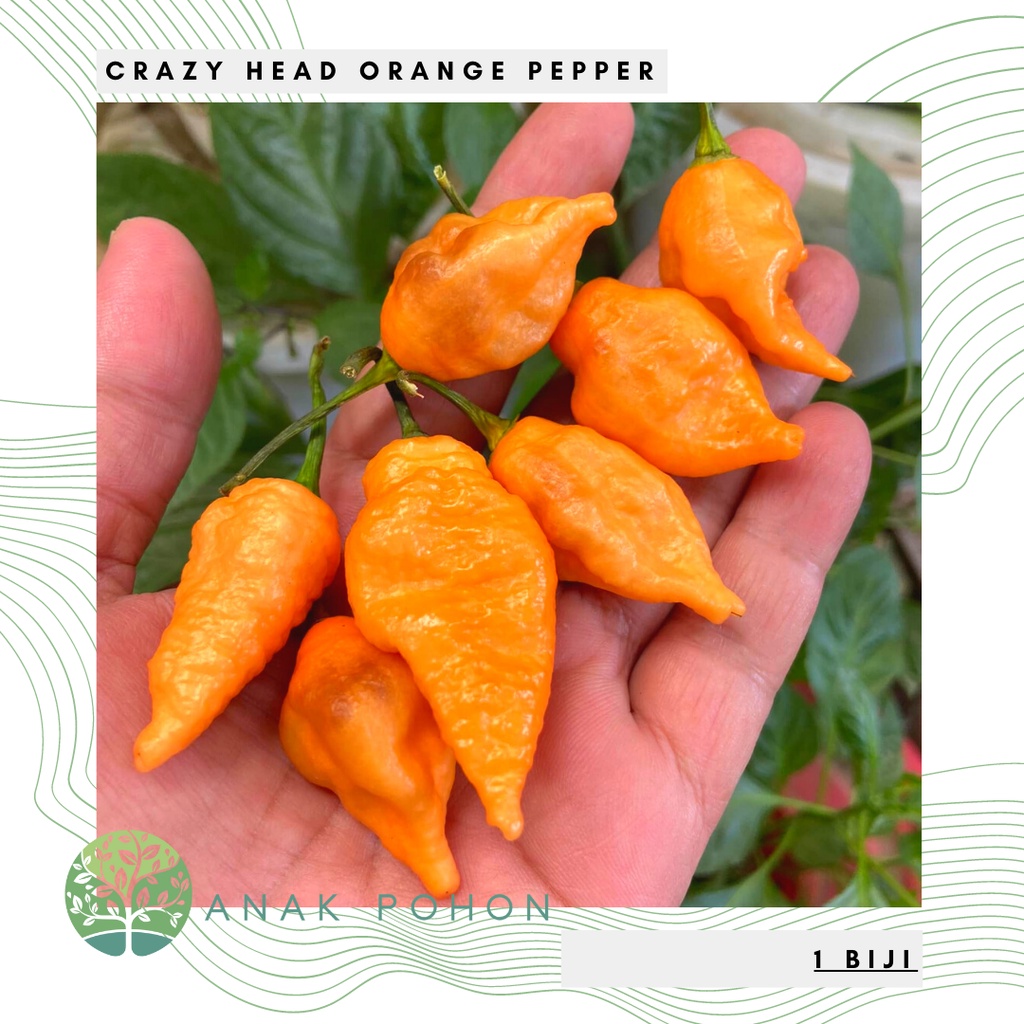 Benih Bibit Biji - Cabai Crazy Head Orange Cabe Pepper Seeds