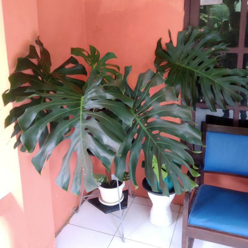 bonggol monstera deliciosa King