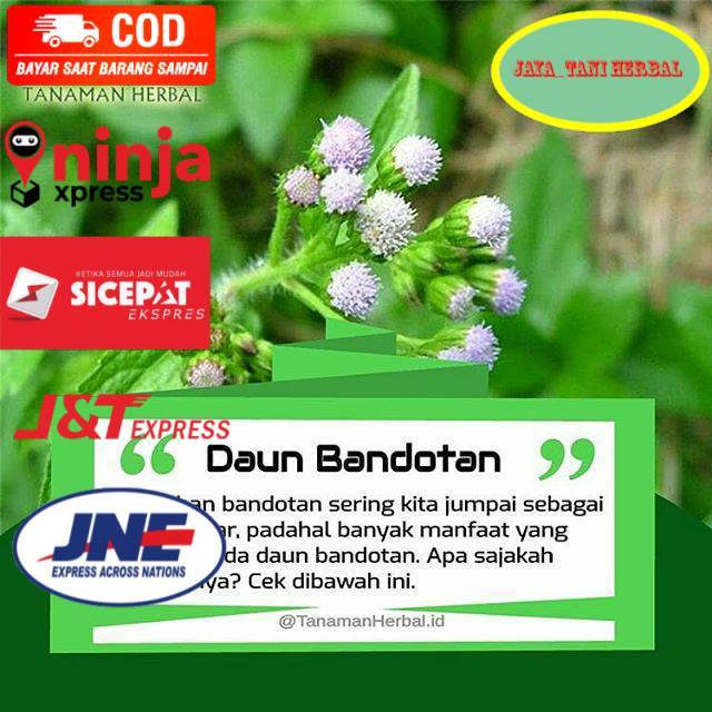 

Daun bandotan babadotan segar 500gram siap petik non pestisida Order di jaya_tani herbal