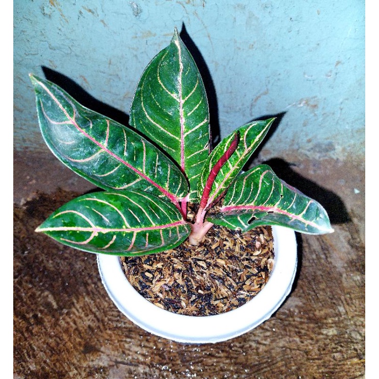 aglonema pride off sumatra / red sumatra