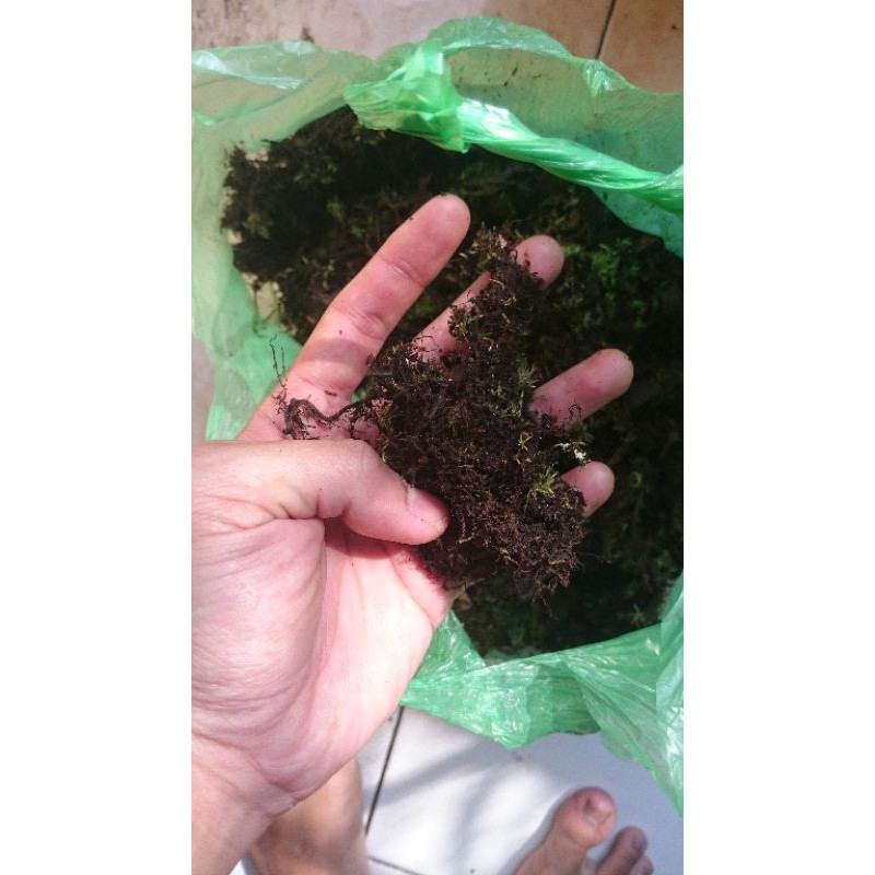 Moss hitam atau akar kadaka