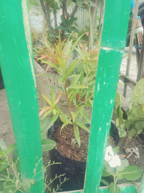 Bibit Tanaman Hias Pucuk Merah