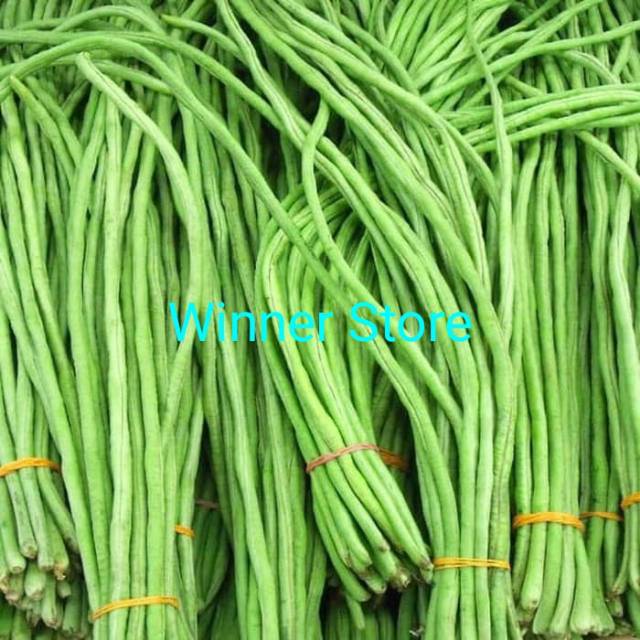 Jual 7 Butir Biji Benih Long Bean Green Beans Vegetable Kacang Panjang ...