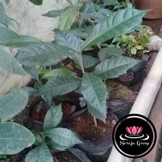 Bibit Tanaman Rambat Patrea Bunga Ungu 30Cm Pohon Petrea Bibit Tanaman Rambat Patrea Bunga Ungu 30Cm Pohon Petrea
