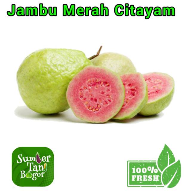 

JAMBU MERAH CITAYEM - Per 1 Kg