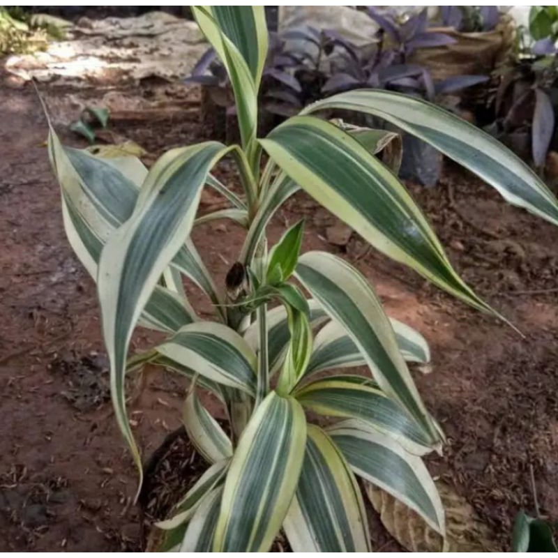 Tanaman Hias Bambu SriRejeki Varigata