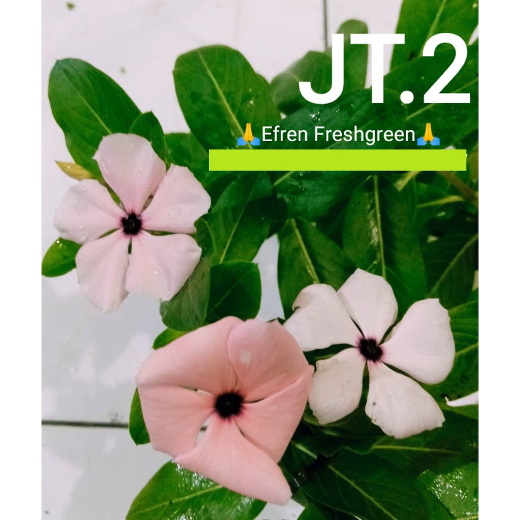 BIJI BUNGA VINCA JUNTAI FRESH SEED