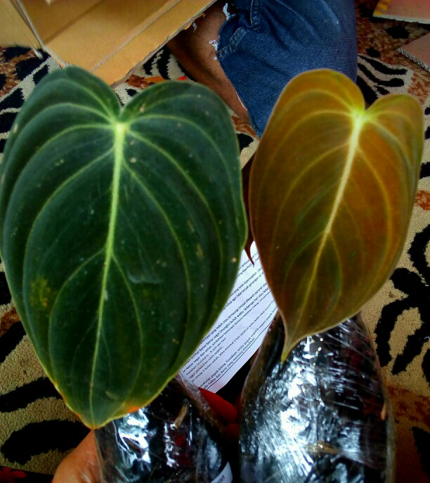 Tanaman Philodendron Melano